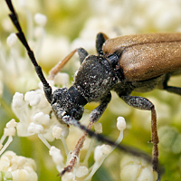 picture of Red Longhorn Beetle, Corymbia rubra / Stictoleptura rubra