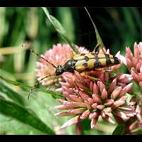 picture of Spotted Longhorn, Leptura maculata