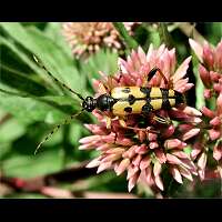 picture of Spotted Longhorn, Leptura maculata