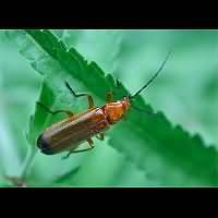 photograph of Soldier Beetle (Rhagonycha fulva)