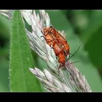 photograph of Soldier Beetle (Rhagonycha fulva)