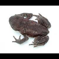 photograph of common toad, bufo bufo