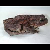photograph of common toad, bufo bufo