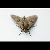 picture Pine Hawk-moth