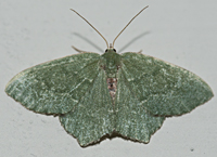 photograph of Hemithea aestivaria