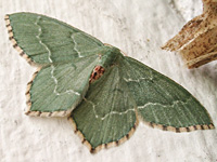 photograph of Hemithea aestivaria