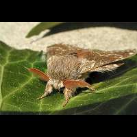 picture Lobster Moth