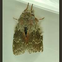 picture Lobster Moth