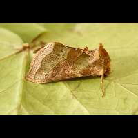 photograph of Burnished Brass