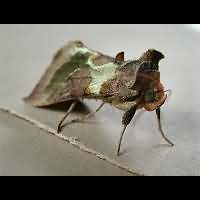 photograph of Burnished Brass