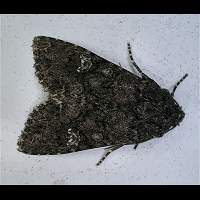 photograph of Cabbage Moth