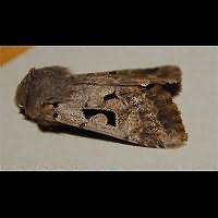 photograph of Hebrew Character