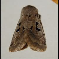 photograph of Hebrew Character