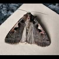 photograph of Setaceous Hebrew Character