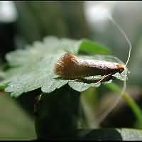 picture Nematopogon swammerdamella