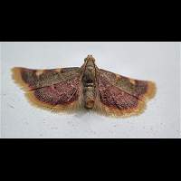 picture Clover Hayworm Moth