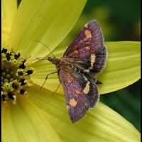 picture Mintmoth