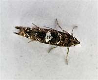 Photograph of Acrolepiopsis assectella