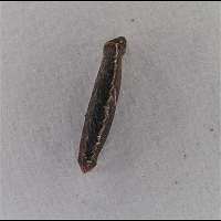 Coleophora sp. larva Hania Berdys (info@gardensafari.net)