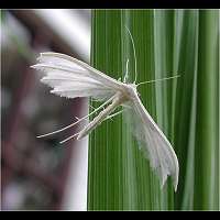picture White Plume Moth