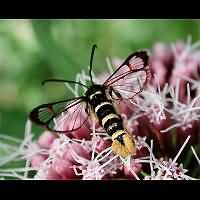 picture Yellow-legged Clearwing