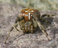photograph of the Araneus quadratus