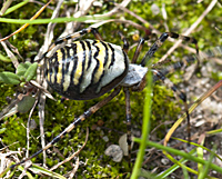 foto van de wespenspin of de tijgerspin , Argiope bruennichi