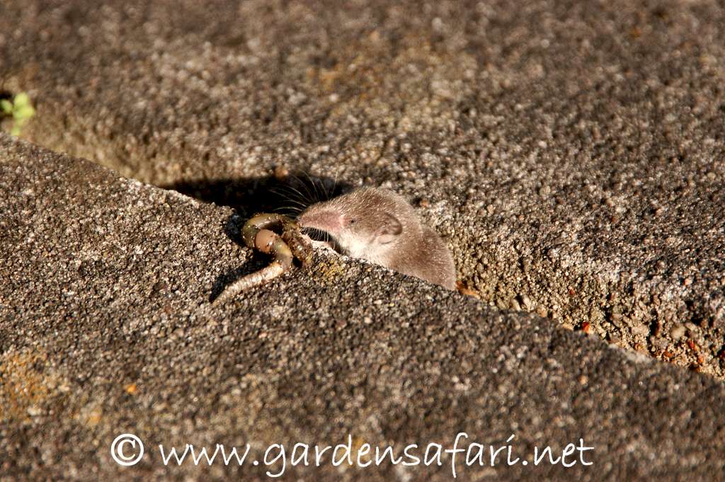 Sivri Burunlu Ev Faresi (Crocidura russula)
