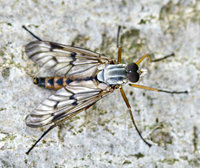 photo of Common Down-looking Fly, Rhagio scolopaceus