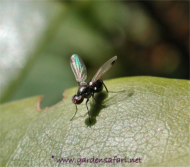 tiny biting bugs