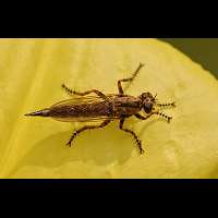 Photograph of a robberfly
