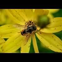 picture Dwarf Drone Fly