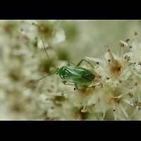 picture Common Green Capsid