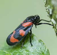 picture Red and Black Leaf Hopper