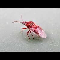 picture Birch Catkin Bug