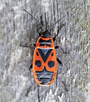 Photograph of a bug