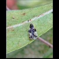 picture Andromeda Lace Bug