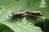 picture Brown Squash Bug