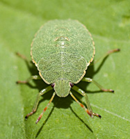 photograph of th Green Shield Bug