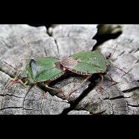 picture Green Stink Bug