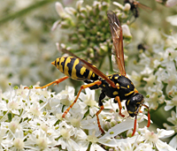 photograph European Paper Wasp or Dominulus Paper Wasp