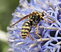 European Paper Wasp or Dominulus Paper Wasp (Polistes dominula)
