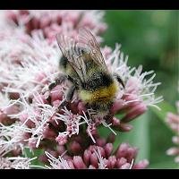 picture Garden Bumblebee