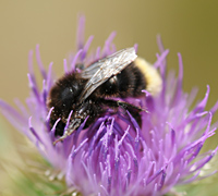 picture of Bombus lapidarius with red tail being white