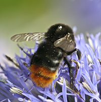 picture of Red-tailed Bumblebee
