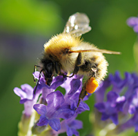 picture Common Carder Bee