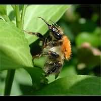 picture Common Carder Bee