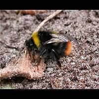 picture Early Bumblebee