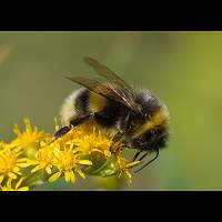 picture Earth Bumblebee