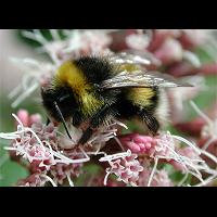 Photograph of a Bumblebee